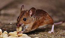 24 Hour & Emergency Exterminators in Mardela, MD